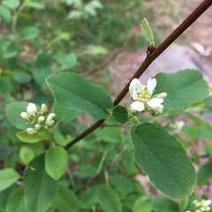 Amelanchier spicata