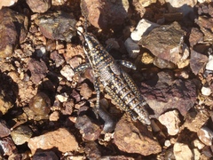 Monistria pustulifera