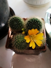 Rebutia