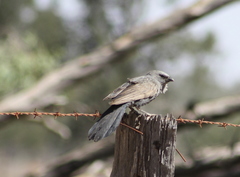Struthidea cinerea cinerea