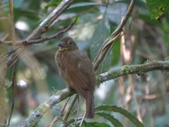 Schiffornis veraepacis