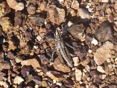 Monistria pustulifera