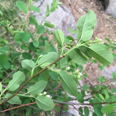 Amelanchier spicata