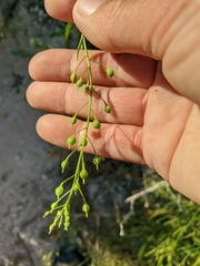Camelina rumelica