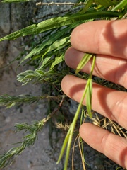 Camelina rumelica