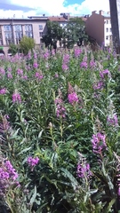 Chamaenerion angustifolium