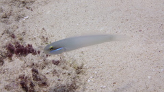 Valenciennea strigata