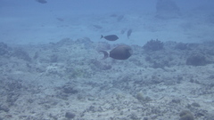 Acanthurus nigricauda