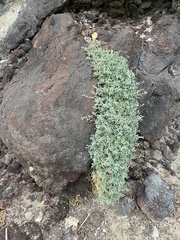 Atriplex muelleri