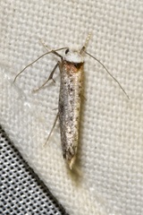 Pseudoswammerdamia combinella