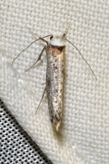 Pseudoswammerdamia combinella
