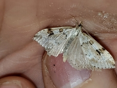 Udea washingtonalis