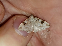 Udea washingtonalis