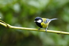 Parus monticolus