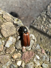 Ampedus phoenicopterus