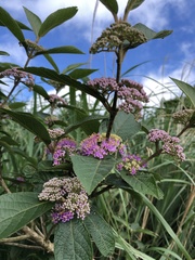 Callicarpa tikusikensis