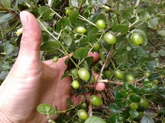 Salpichroa tristis
