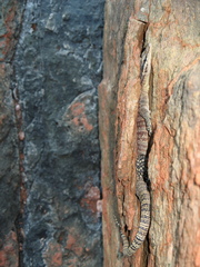 Varanus glauerti