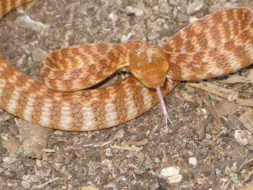 Brown Tree Snake sighting