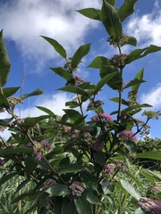 Callicarpa tikusikensis