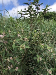 Callicarpa tikusikensis
