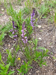 Polygala wolfgangiana