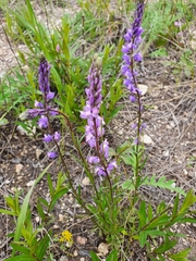 Polygala wolfgangiana
