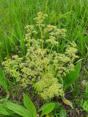 Trinia multicaulis