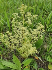 Trinia multicaulis