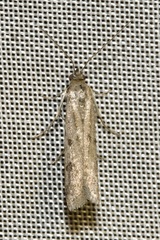 Homoeosoma nebulella