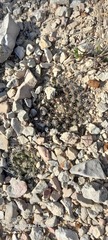 Mammillaria heyderi