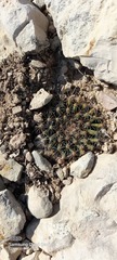 Mammillaria heyderi