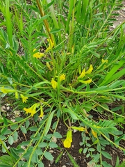 Astragalus wolgensis