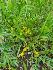 Astragalus wolgensis