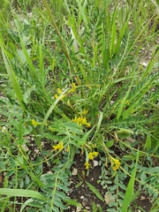 Astragalus wolgensis