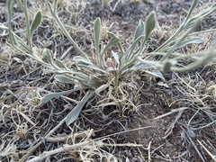 Tetraneuris argentea