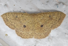 Cyclophora myrtaria