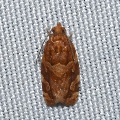 Argyrotaenia hodgesi