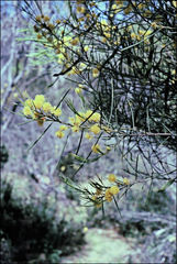 Acacia rigens