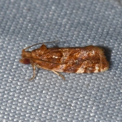 Argyrotaenia hodgesi