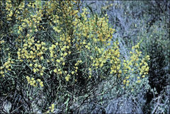Acacia rigens