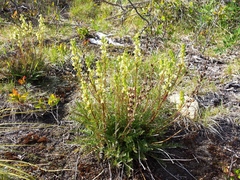 Pedicularis contorta