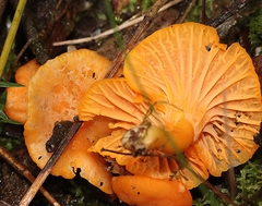 Cantharellus concinnus