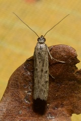 Homoeosoma nebulella