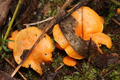 Cantharellus concinnus