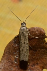 Homoeosoma nebulella