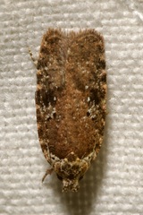 Agonopterix purpurea