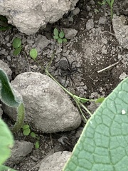 Alopecosa pulverulenta