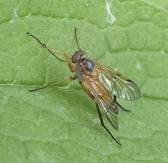 Rhagio immaculatus