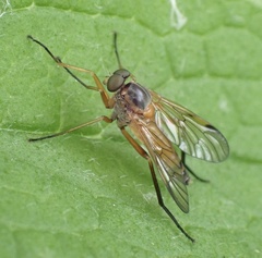 Rhagio immaculatus